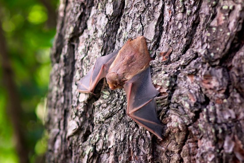 "Internationale BatNight"