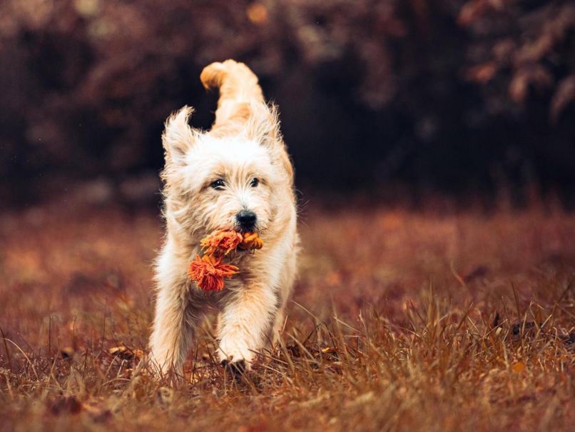 Hund mit Spielzeug 