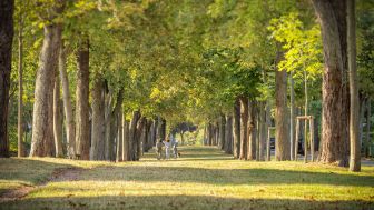 Gärten, Parks und Alleen