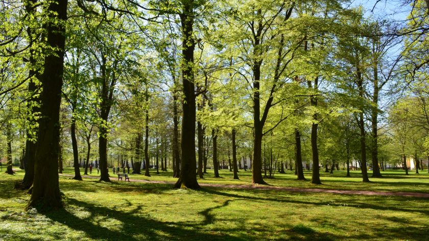 Meditativer Spaziergang im Baumpark